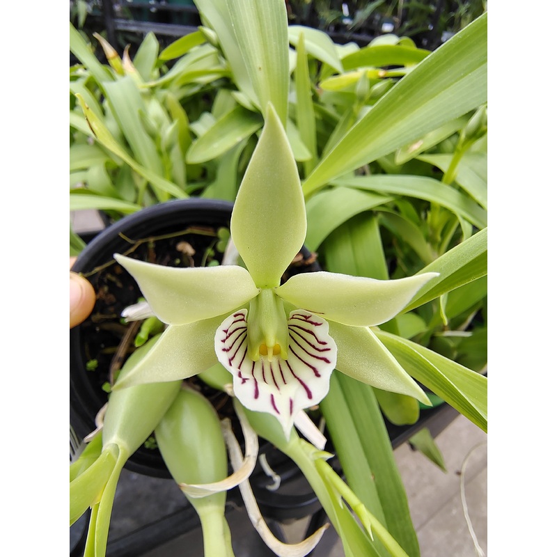 Encyclia radiata