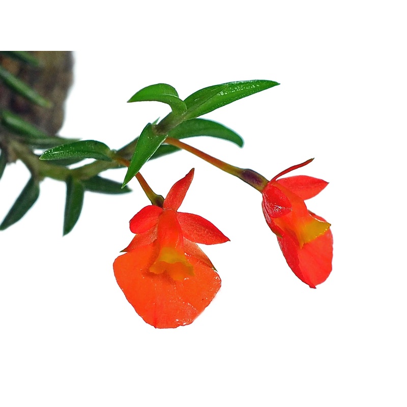 Fernandezia subbiflora