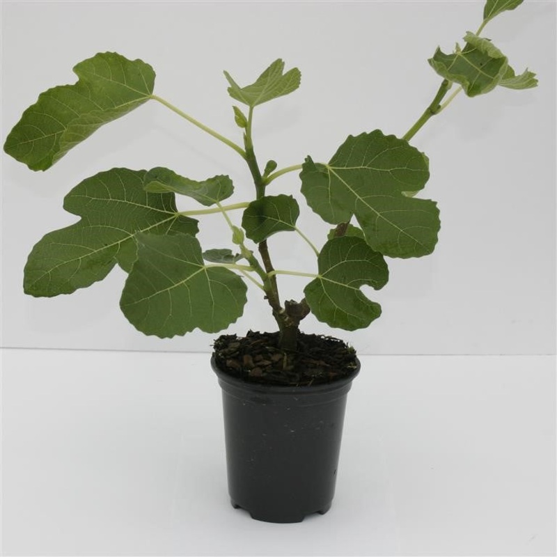 Ficus carica ‘Brown Turkey’  – comm. Fig