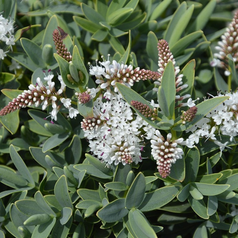 Hebe ‘Blue Star’ (P)|3 plug plants|6 plug plants|1 x 9cm pot|3 x 9cm pots|6 x 9cm pots