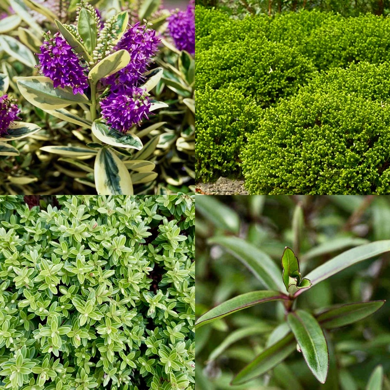 Hebe – HEBE Mixed Varieties|3 plug plants|6 plug plants|3 x 9cm pots|6 x 9cm pots
