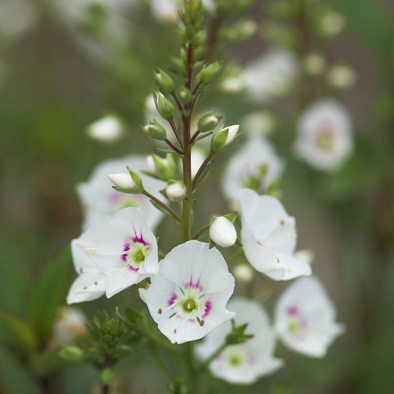 Hebe – Parahebe ‘Avalanche’ (P)