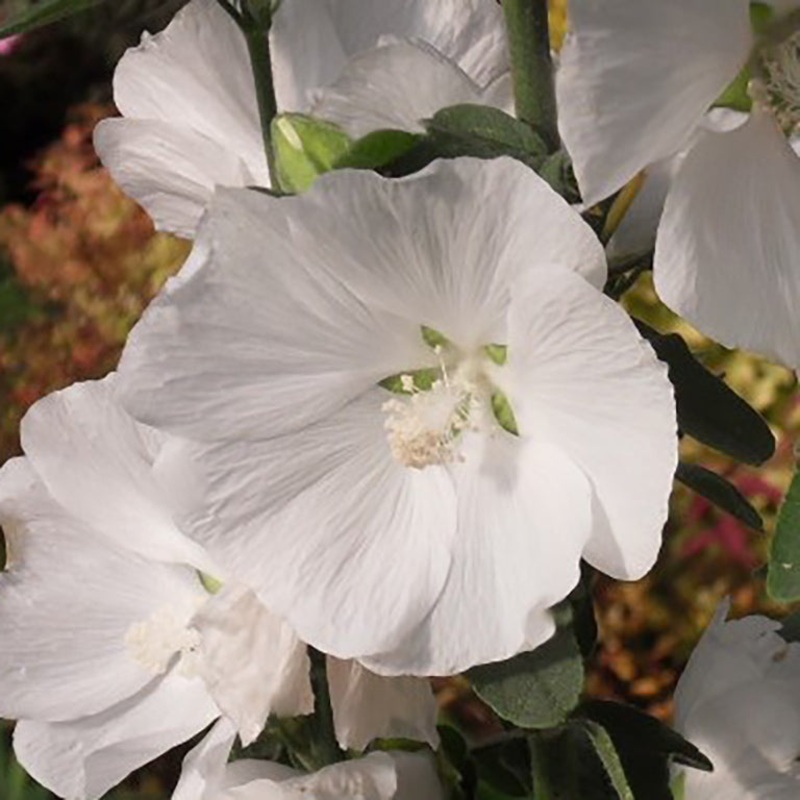 Lavatera Marshmallow ‘Ice White’ (P)