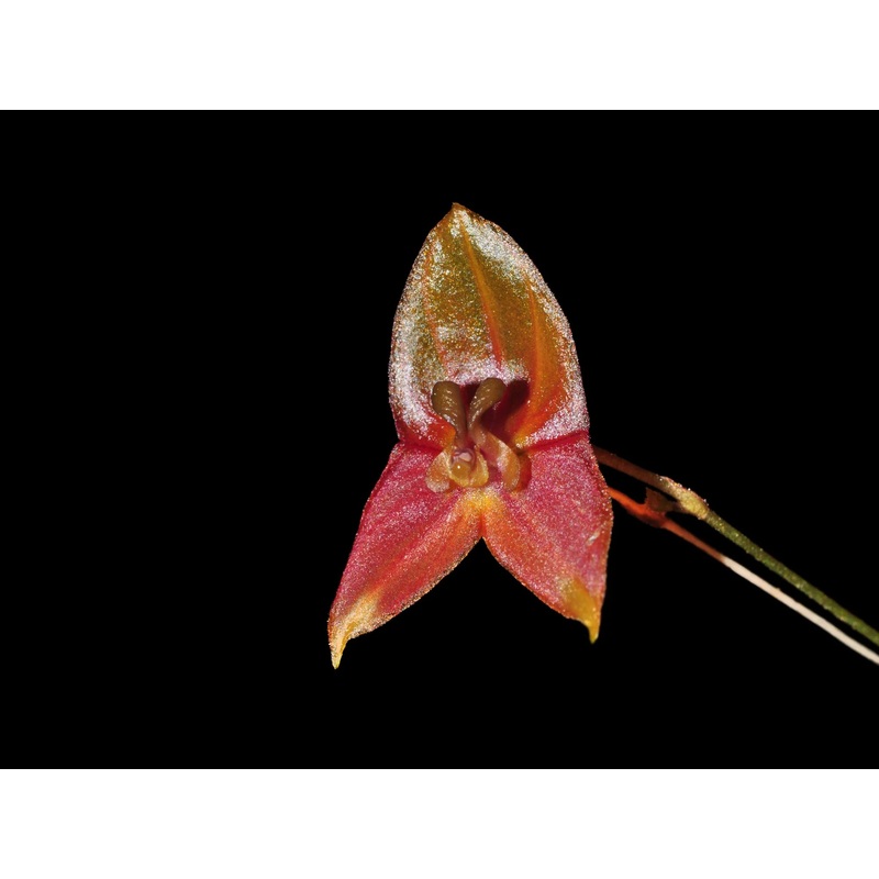 Lepanthes niesseniae