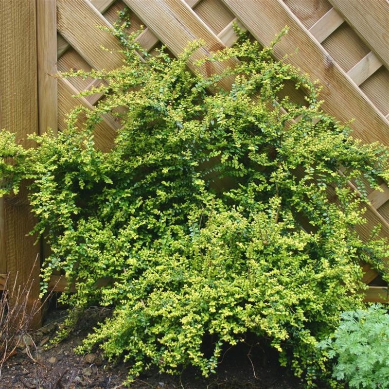 Lonicera nitida ‘Baggeson’s Gold’