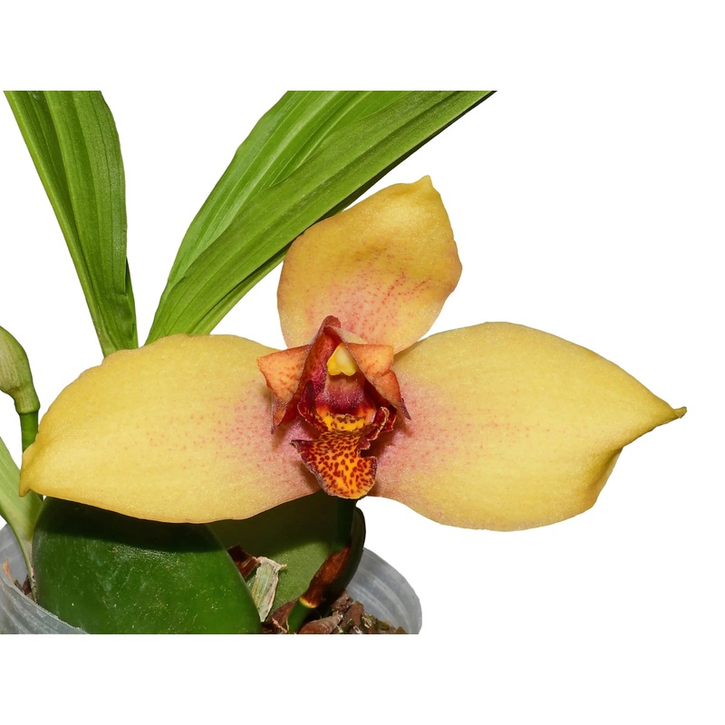 Lycaste Ingapirca