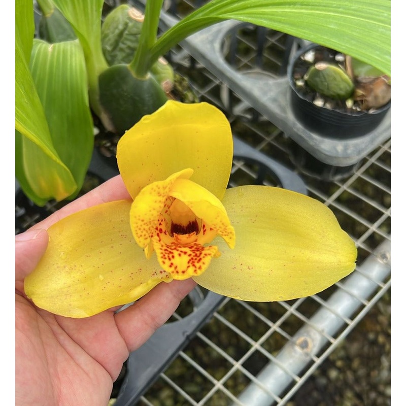 Lycaste Katsuragawa ‘Aya Sisa’