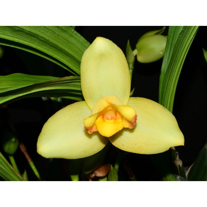 Lycaste Katsuragawa ‘Yellow Fantasy’