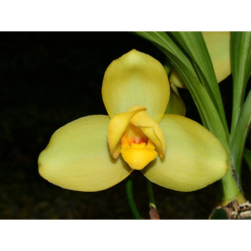 Lycaste Memoria Vic Madden ‘N.29’