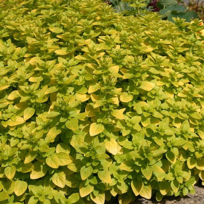 Marjoram ‘Golden’  – syn. Origanum vulgare ‘Aureum’