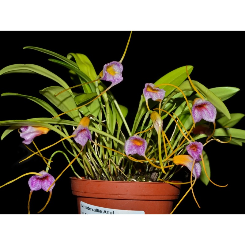 Masdevallia Anai