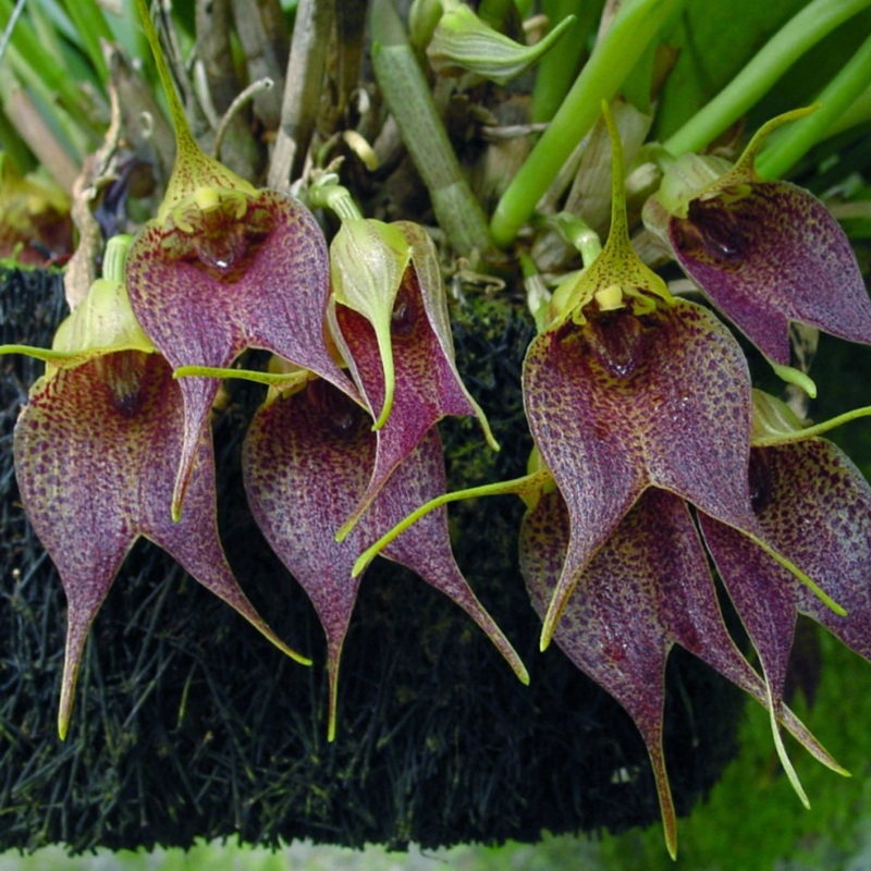 Masdevallia angulata