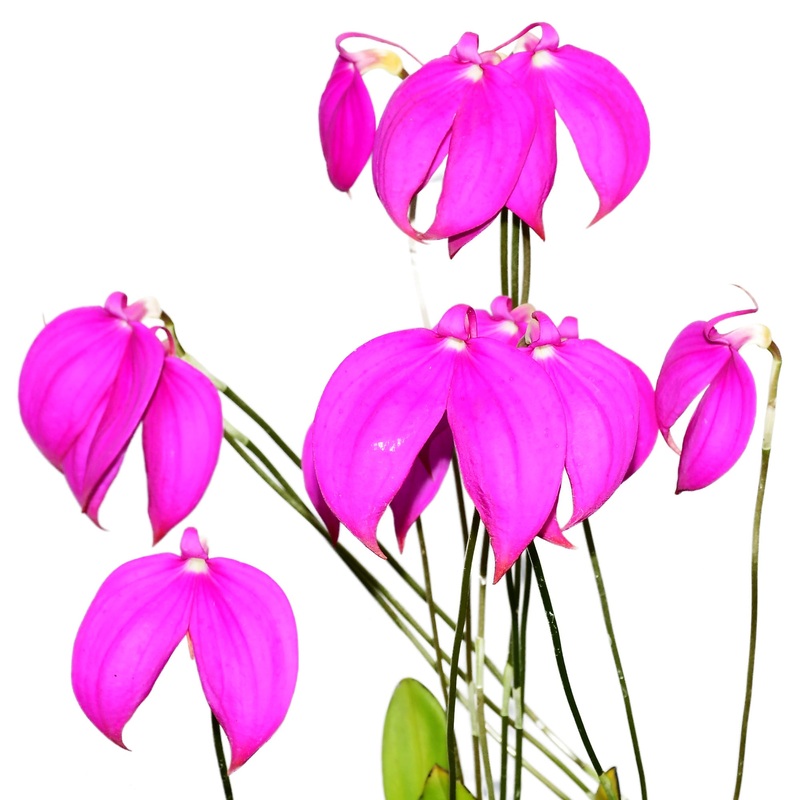 Masdevallia coccinea ‘Roy Barrow’