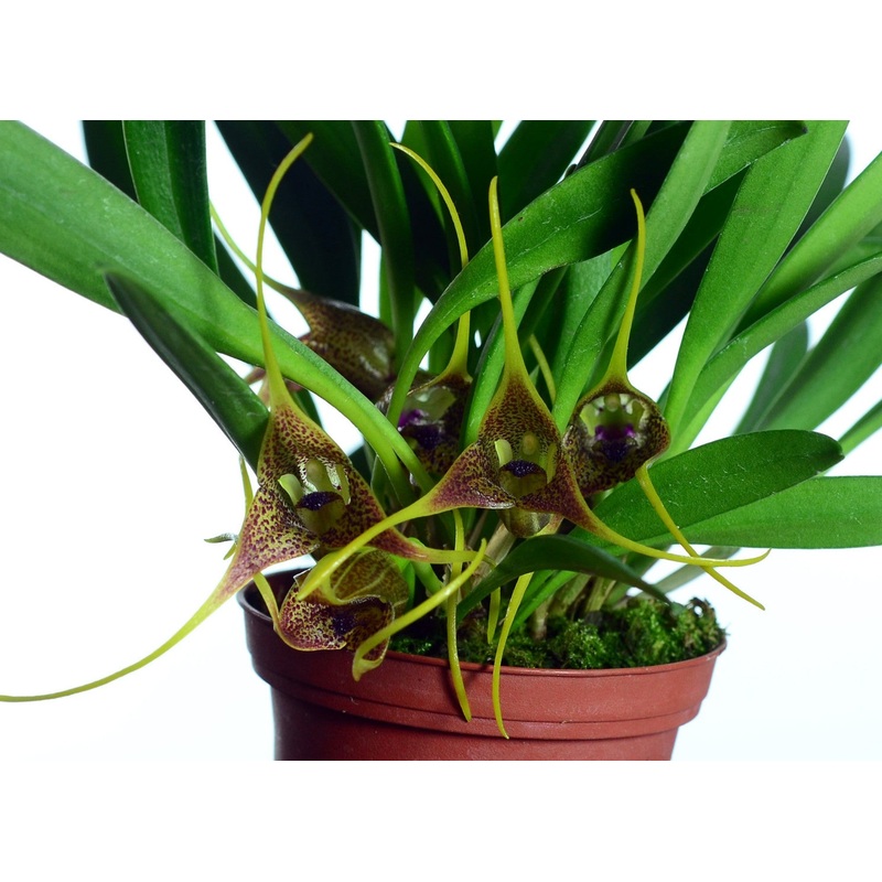 Masdevallia peristeria