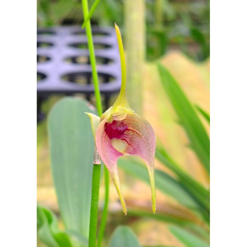 Masdevallia sernae