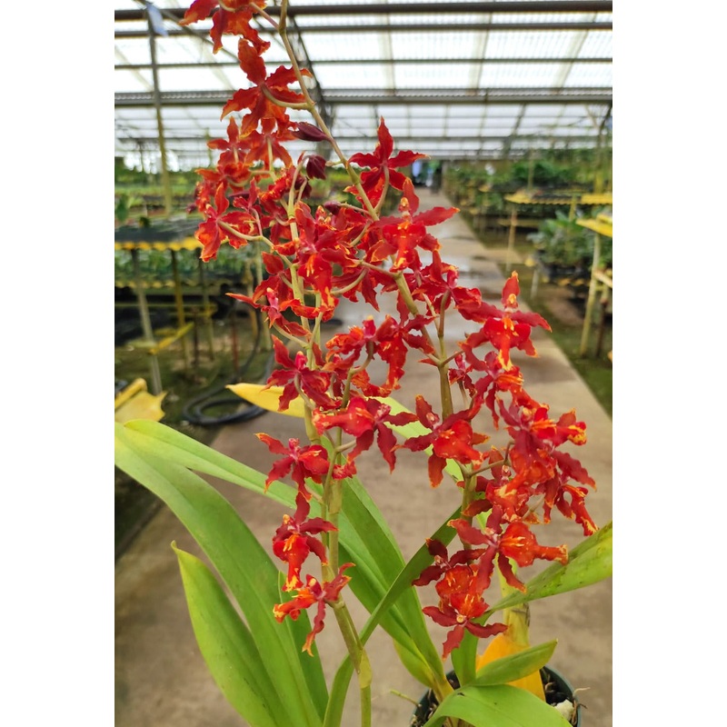 Miltonidium Guann Shin Rouge ‘Ruby’