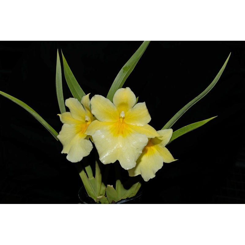 Miltoniopsis roezlii f. xanthina