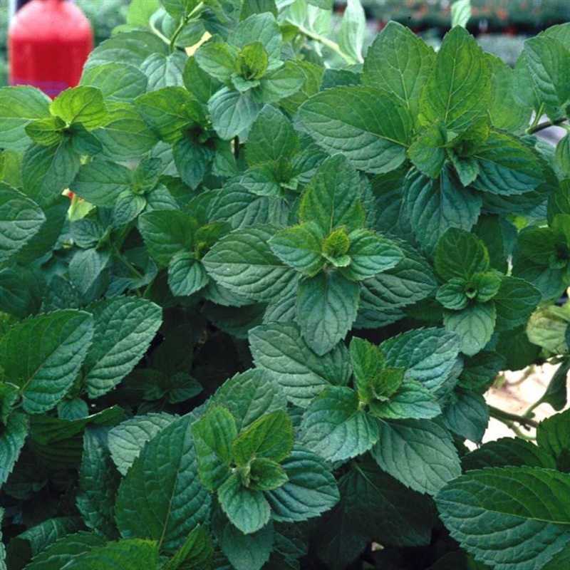 Mint – MENTHA spicata var. crispa ‘Moroccan’