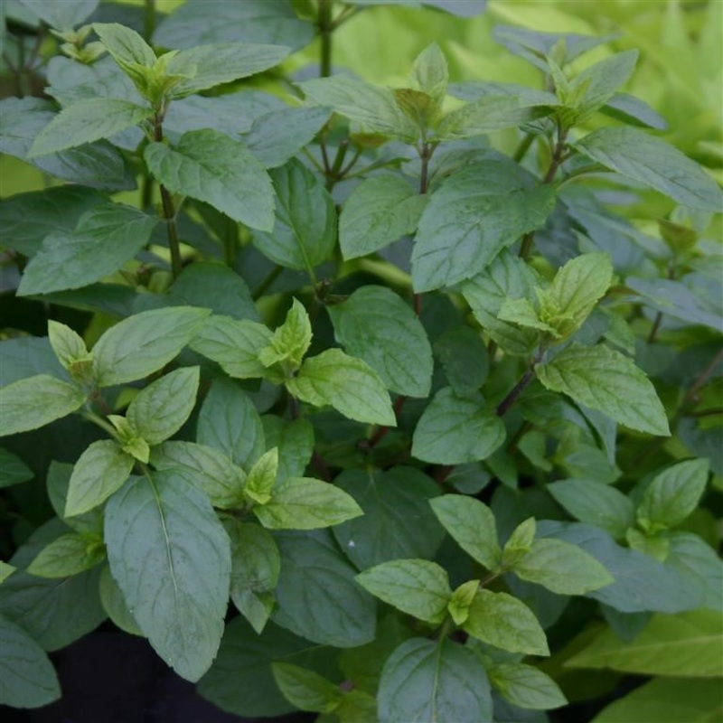 Mint – MENTHA x piperita f. ‘Citrata Chocolate’ – Chocolate Peppermint