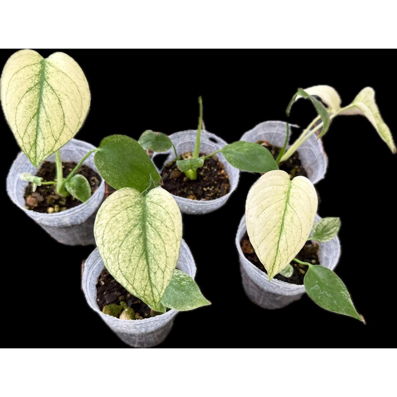 Monstera deliciosa ‘White Monster’