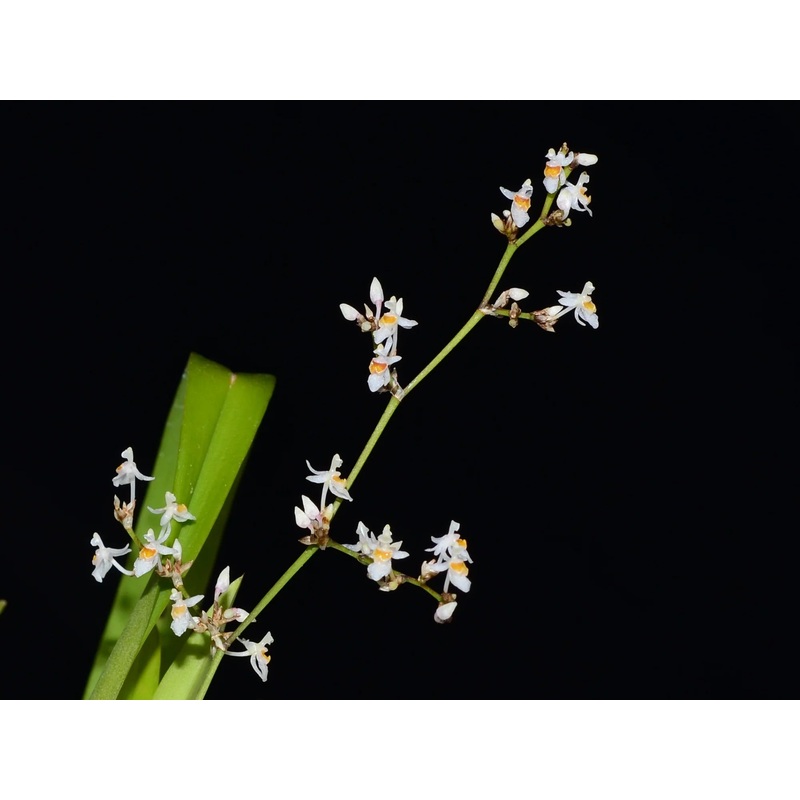 Oncidium adamsii