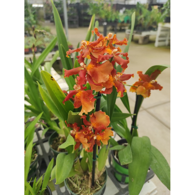 Oncidium hybrid