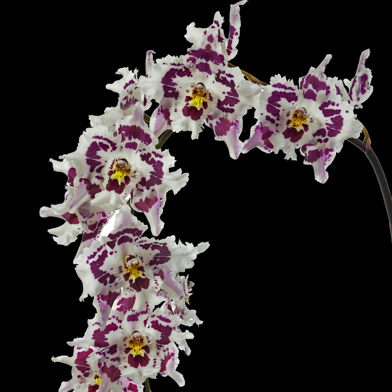 Oncidium Jardin Del Azuay