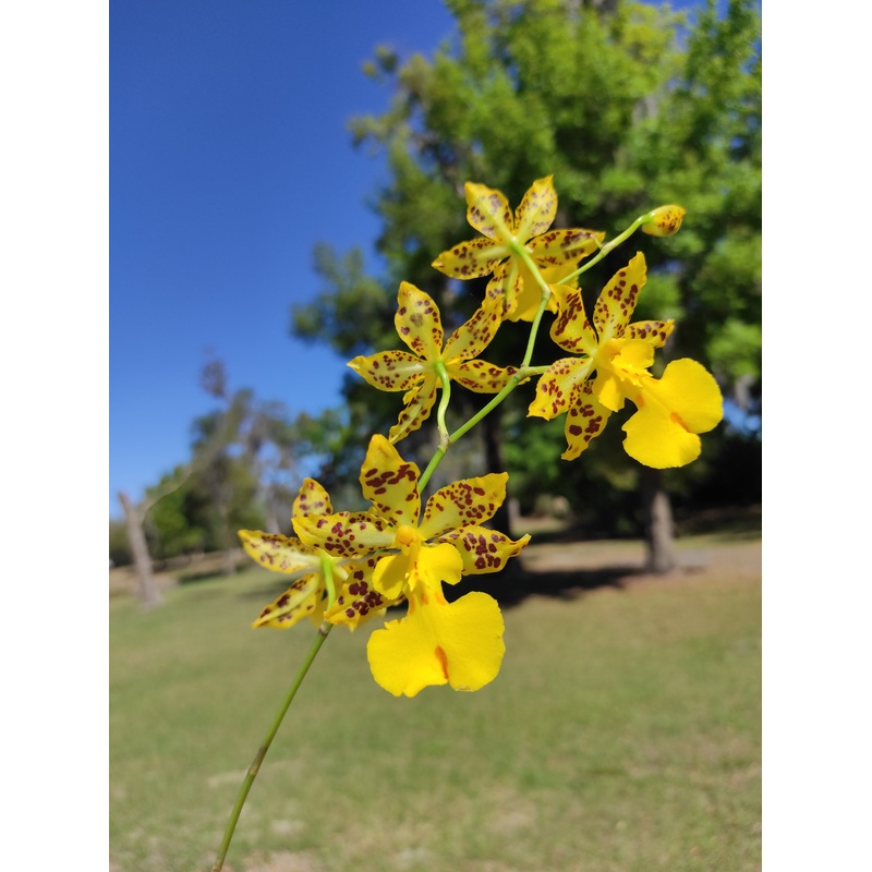 Oncidium Leopardo