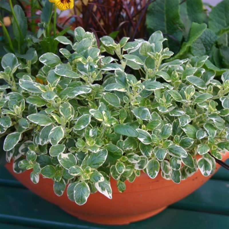Origanum vulgare ‘Country Cream’