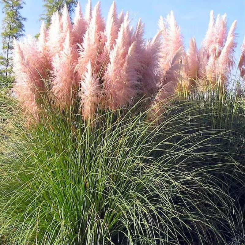 Pampas Grass Cortaderia selloana Rose Plume