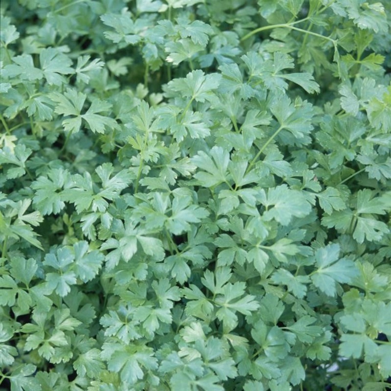 Parsley ‘French’  – (Petroselinum crispum ‘French’) (comm. Flat Leaved Parsley)