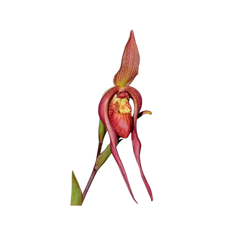 Phragmipedium Harry Nagata