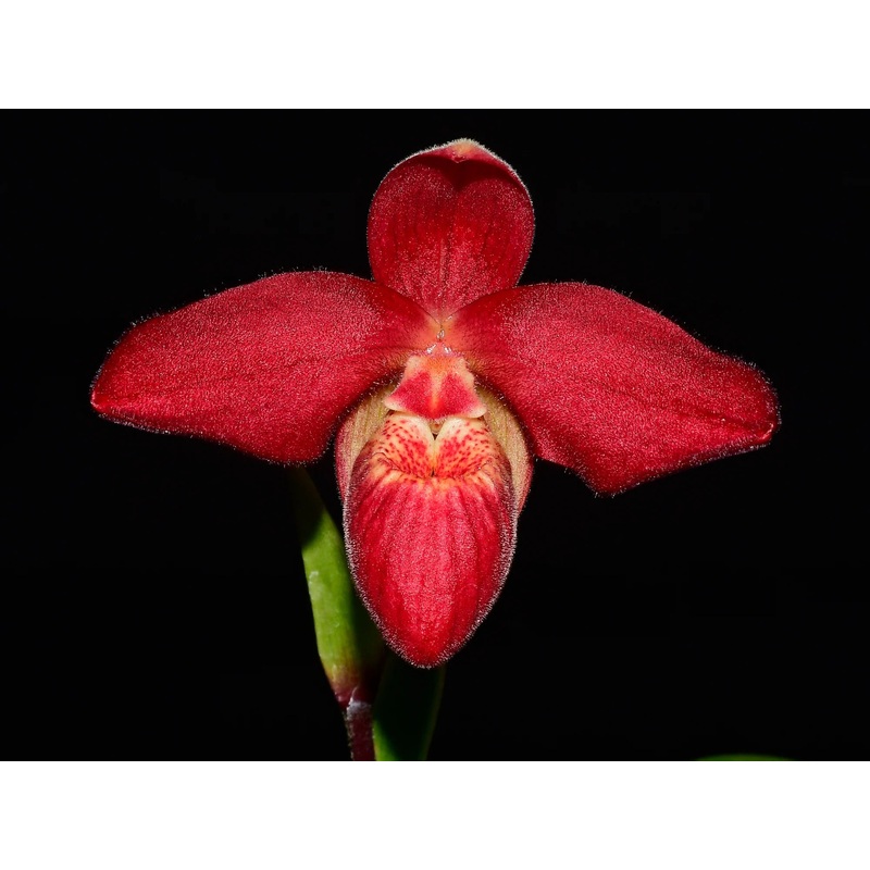 Phragmipedium Jason Fischer
