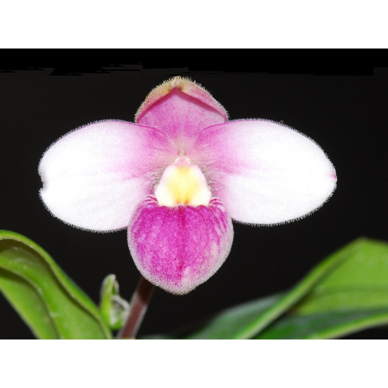 Phragmipedium Pink Panther