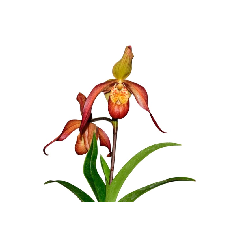 Phragmipedium QF Honey