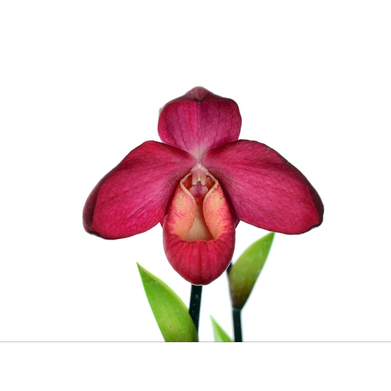 Phragmipedium Vingtaine des Mathias