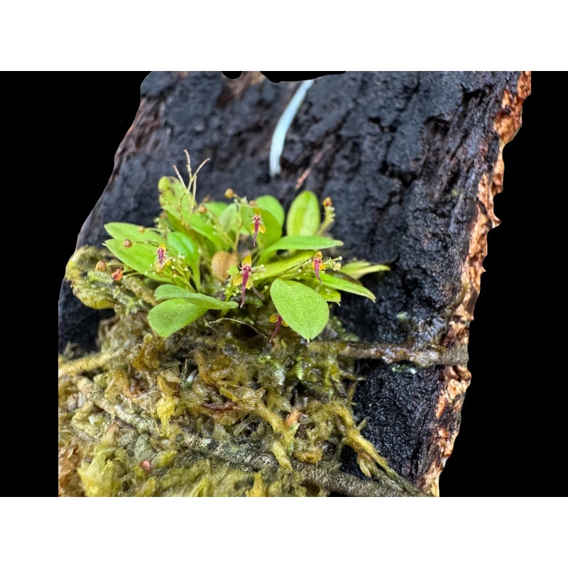 Platystele acutilingua