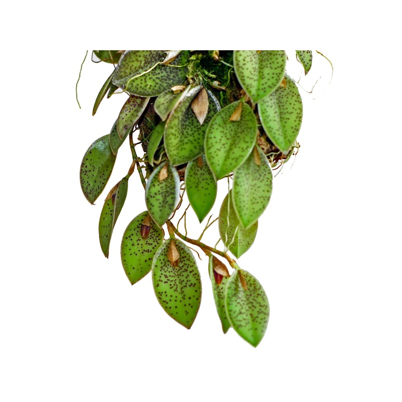 Pleurothallis dodsonii