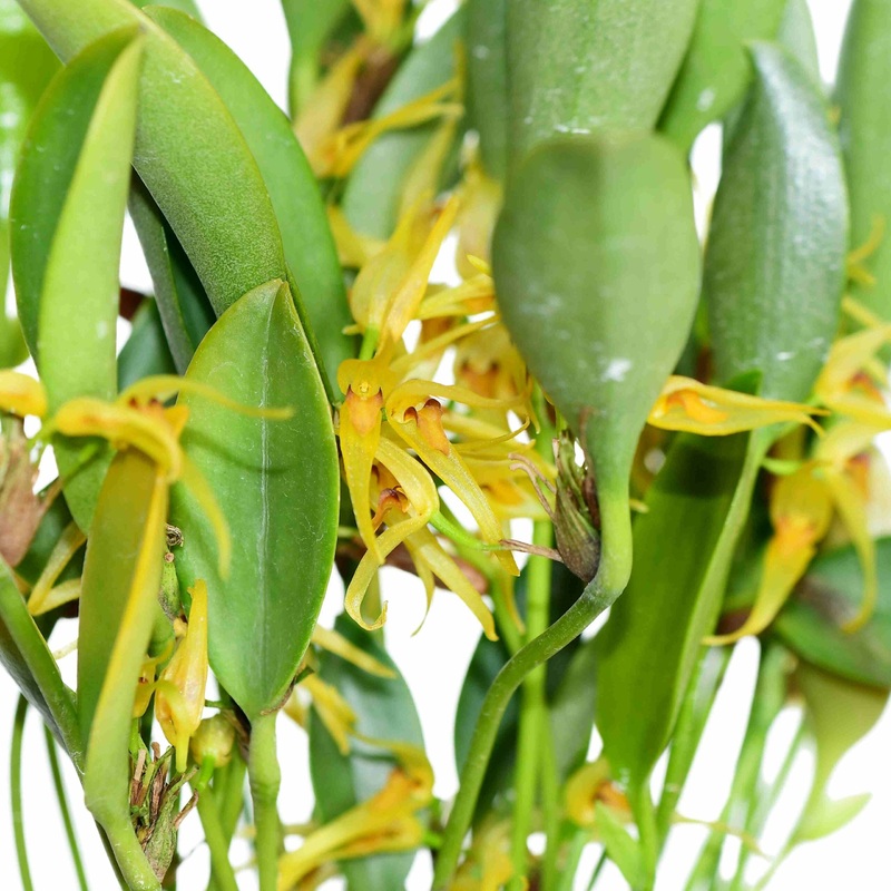 Pleurothallis hitchcockii