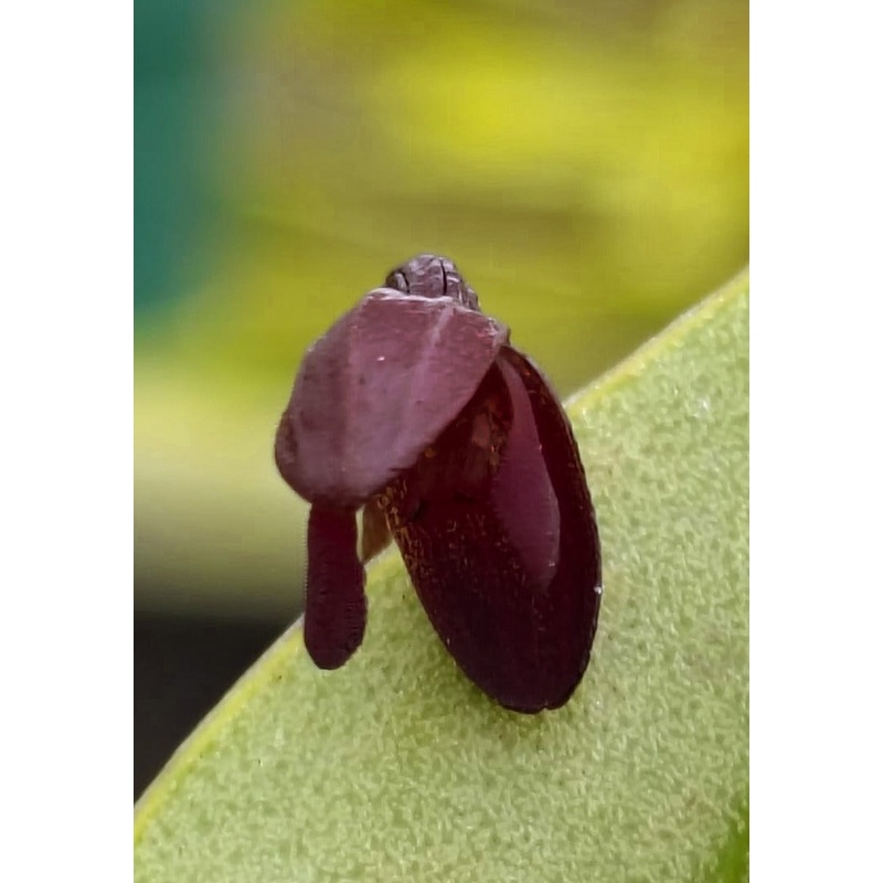 Pleurothallis solium