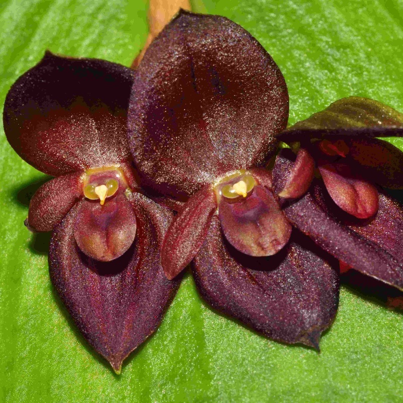 Pleurothallis Walnut Valley