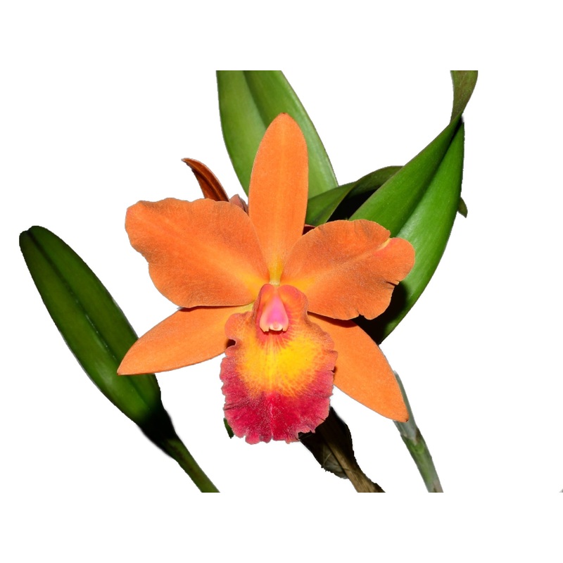 (Potinara Pozos Scarlet x Cattleya bicolor alba) x Laeliocattleya Amber Glow
