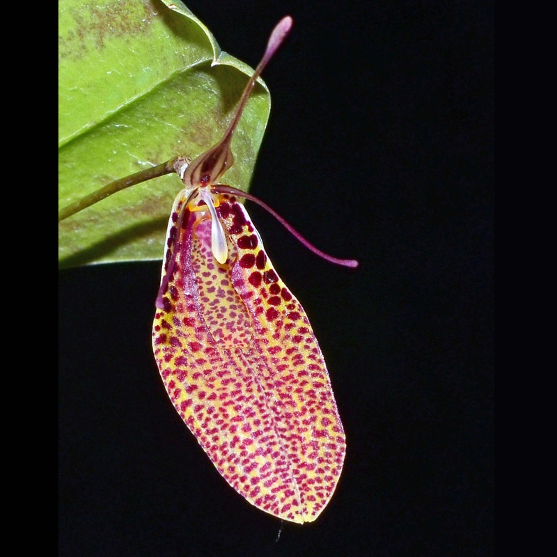 Restrepia sanguinea ‘Ecuagenera’ 001461