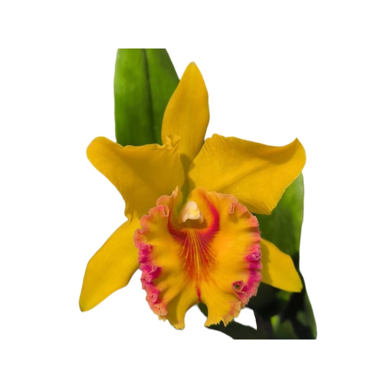 Rhyncholaeliocattleya Ximena Vintimilla
