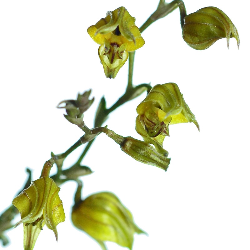 Scaphosepalum bicristatum