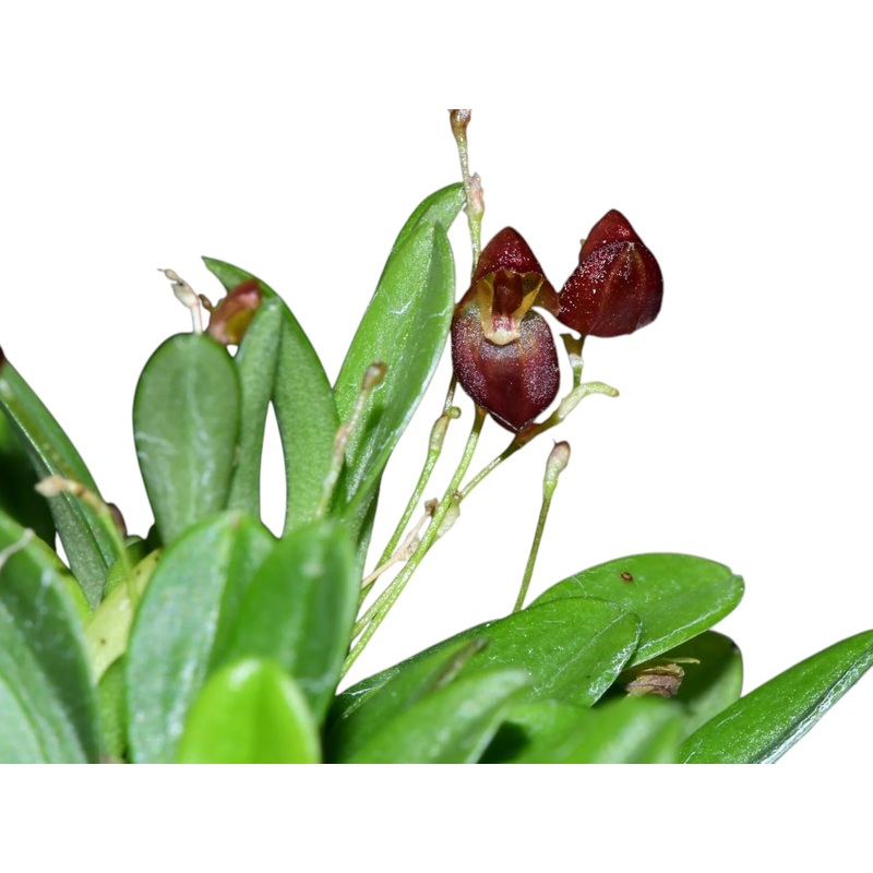 Specklinia colombiana