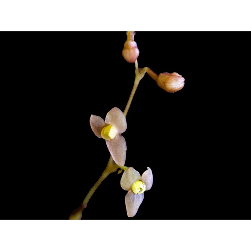 Stelis maloi