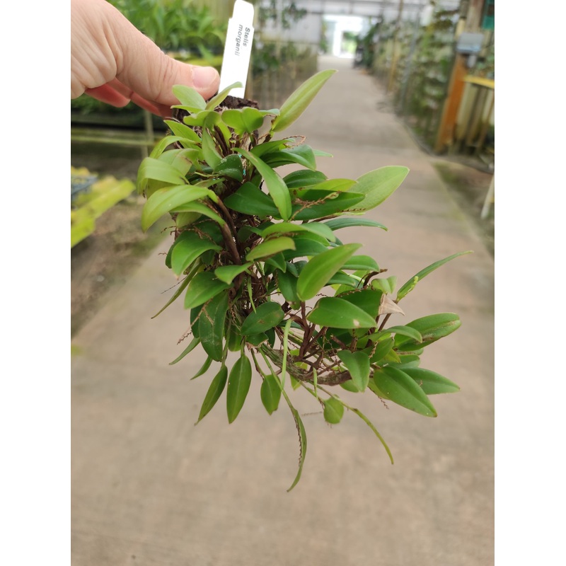 Stelis morganii