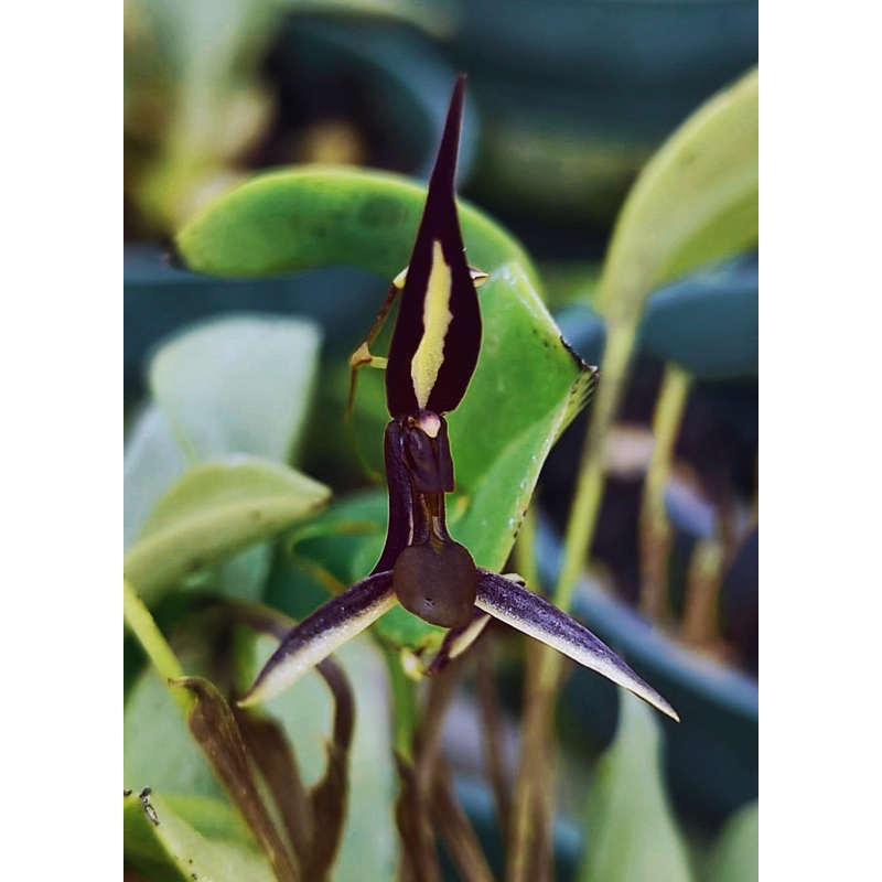 Stelis mystax