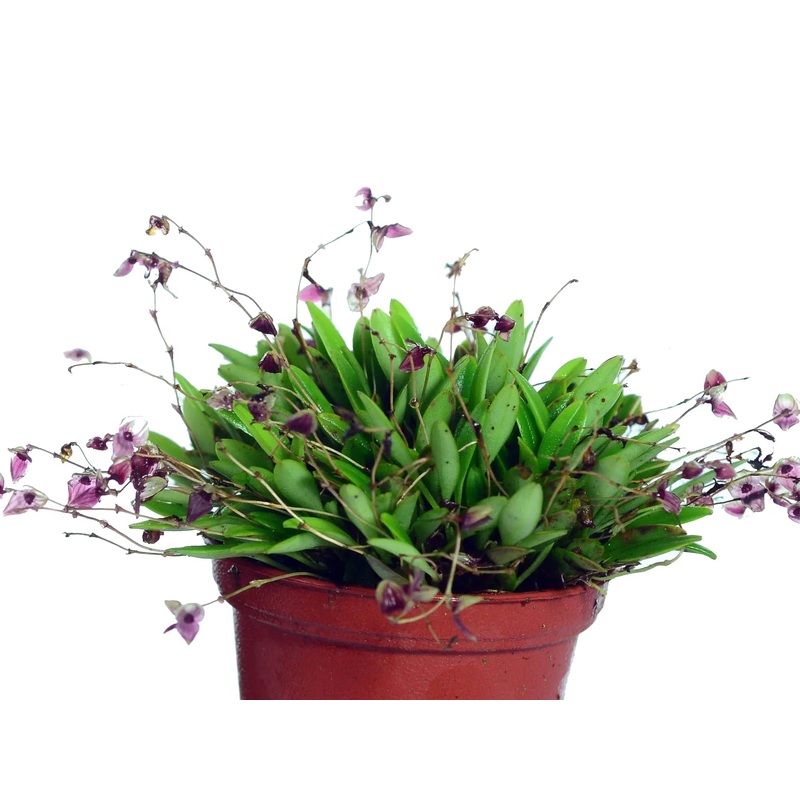 Stelis opercularis
